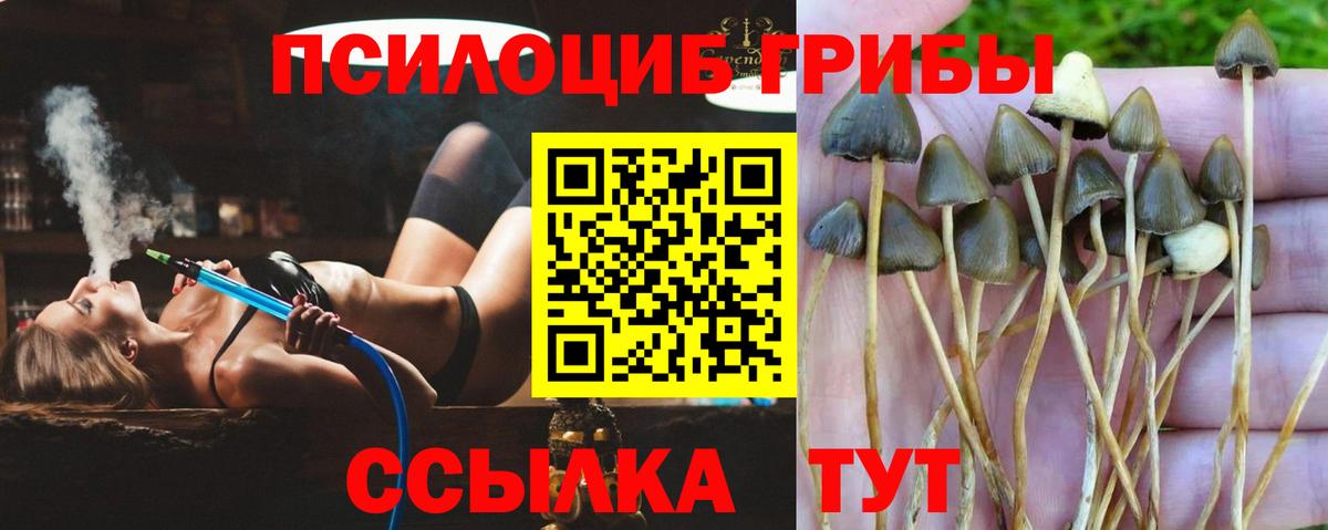 Галлюциногенные грибы мицелий  цена наркотик  Псилоцибиновые грибы ЛСД  Камень-на-Оби  Вход с VPN 